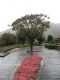 POW Memorial Tree